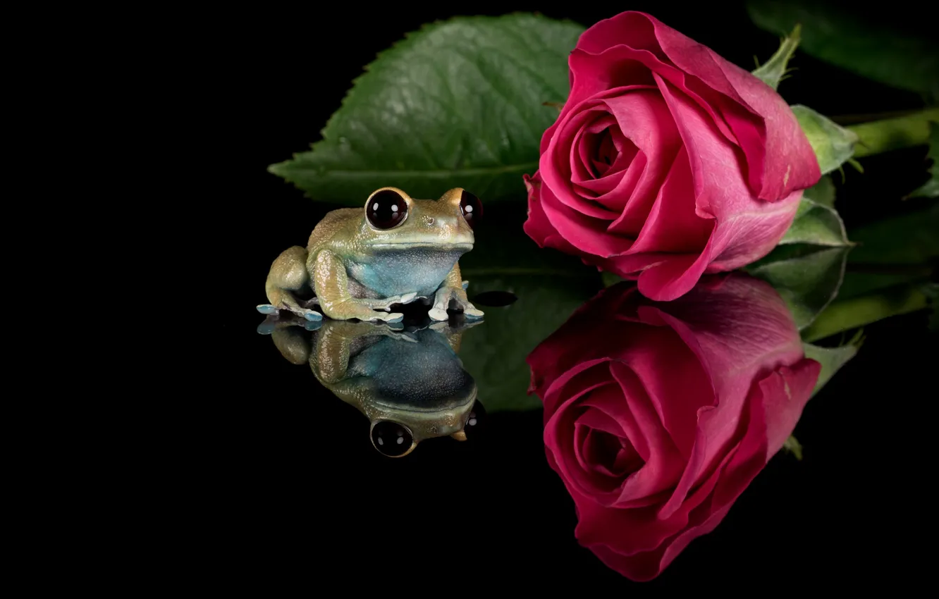 Photo wallpaper look, macro, flowers, red, reflection, leaf, frog, roses