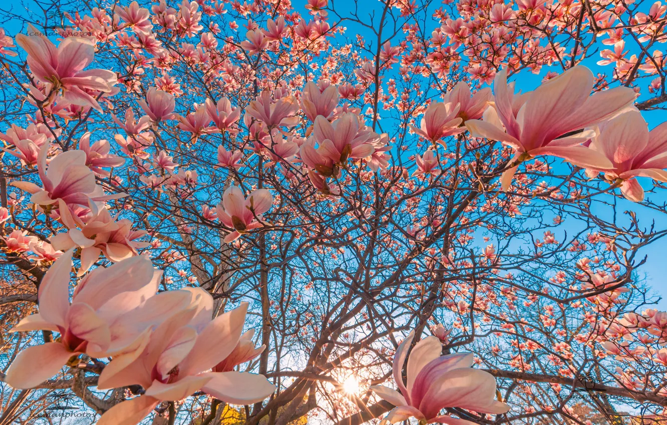 Photo wallpaper trees, flowers, branches, flowering, Magnolia