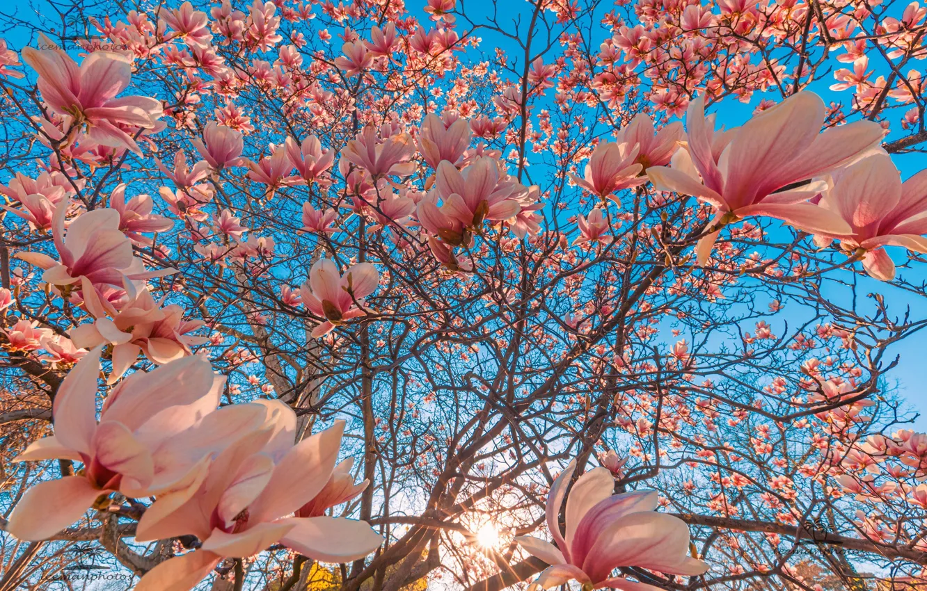 Photo wallpaper branches, tree, flowering, flowers, Magnolia