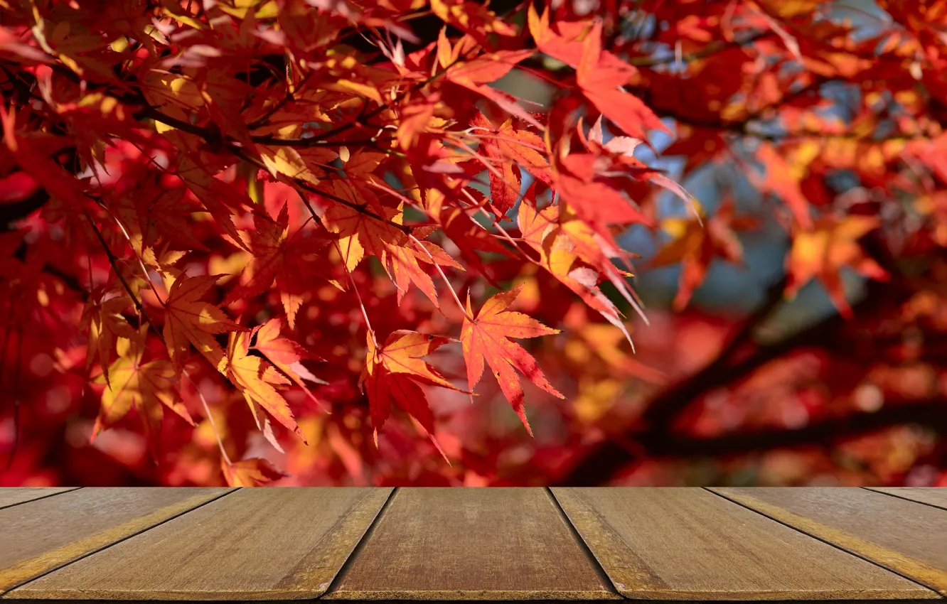 Photo wallpaper autumn, leaves, background, tree, Board, colorful, red, red