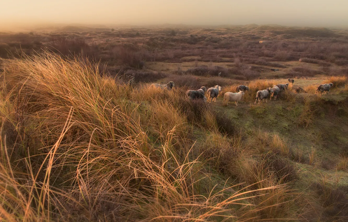 Photo wallpaper grass, sheep, slope, pasture, hill, sheep, the herd, shrubs