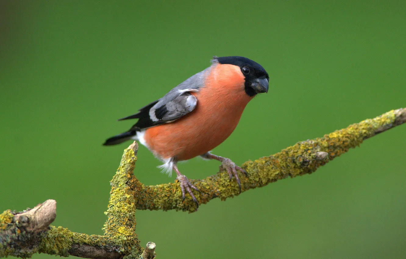 Photo wallpaper bird, color, branch, feathers, beak