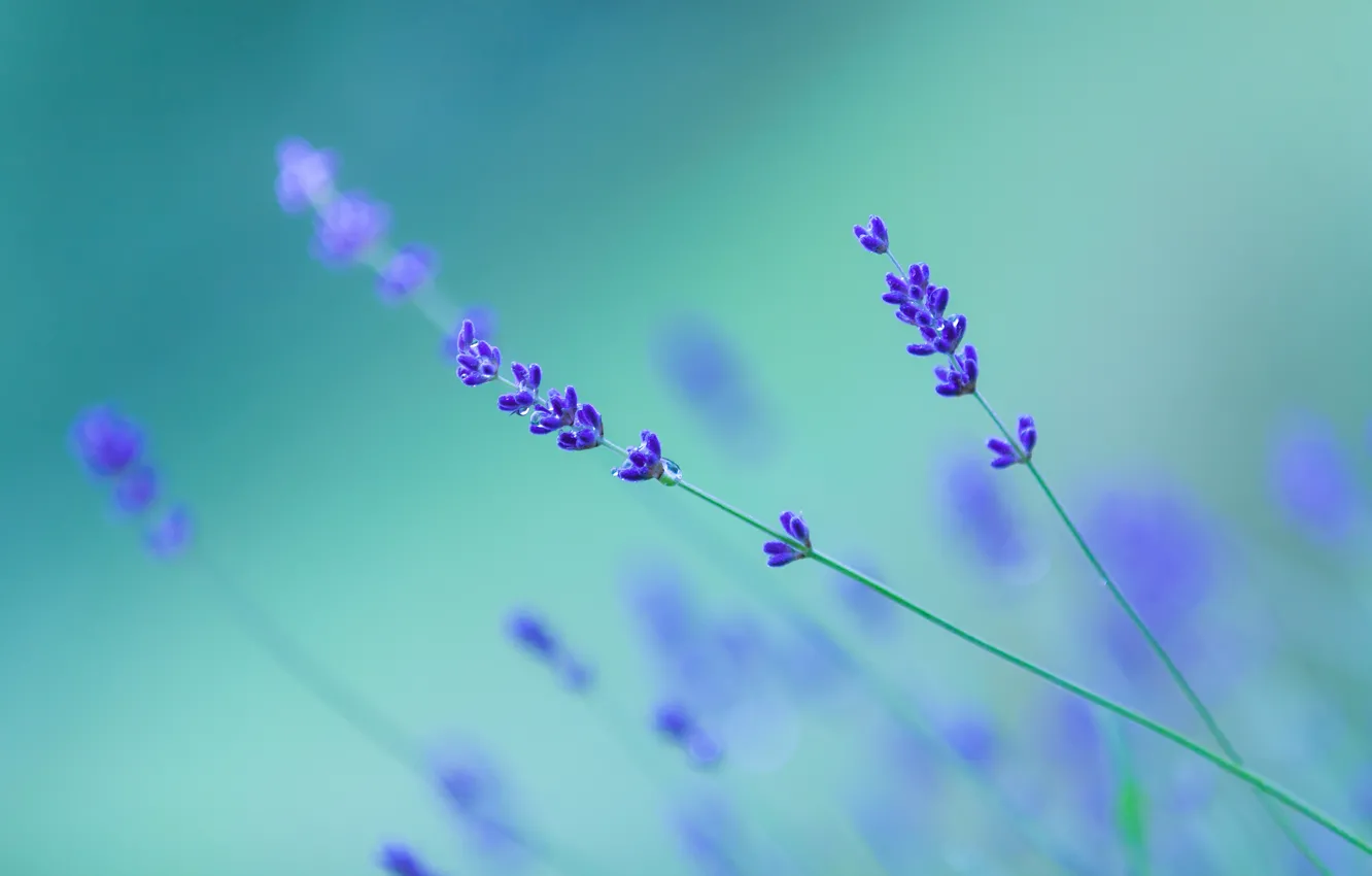 Photo wallpaper flower, nature, plant, lavender