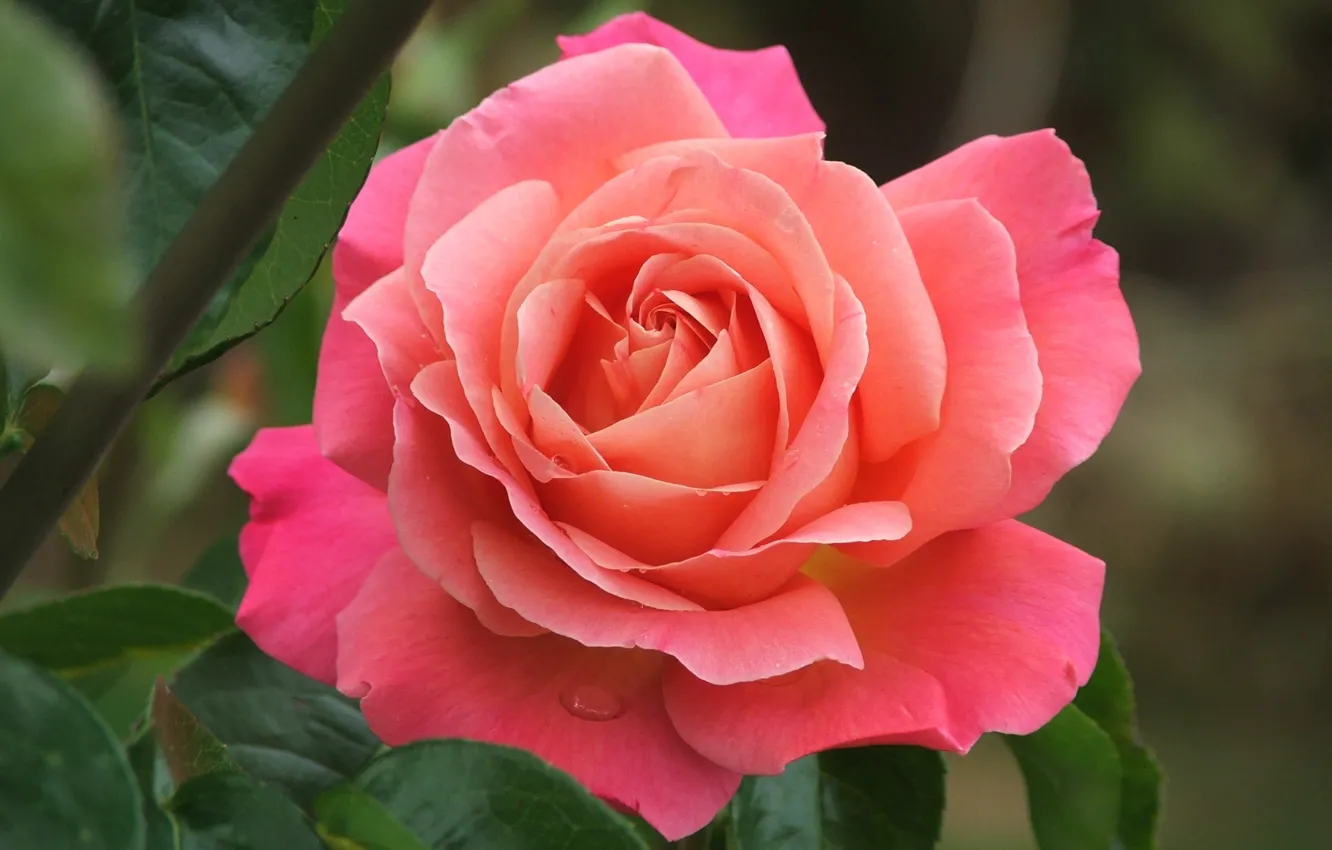 Photo wallpaper macro, roses, petals, buds