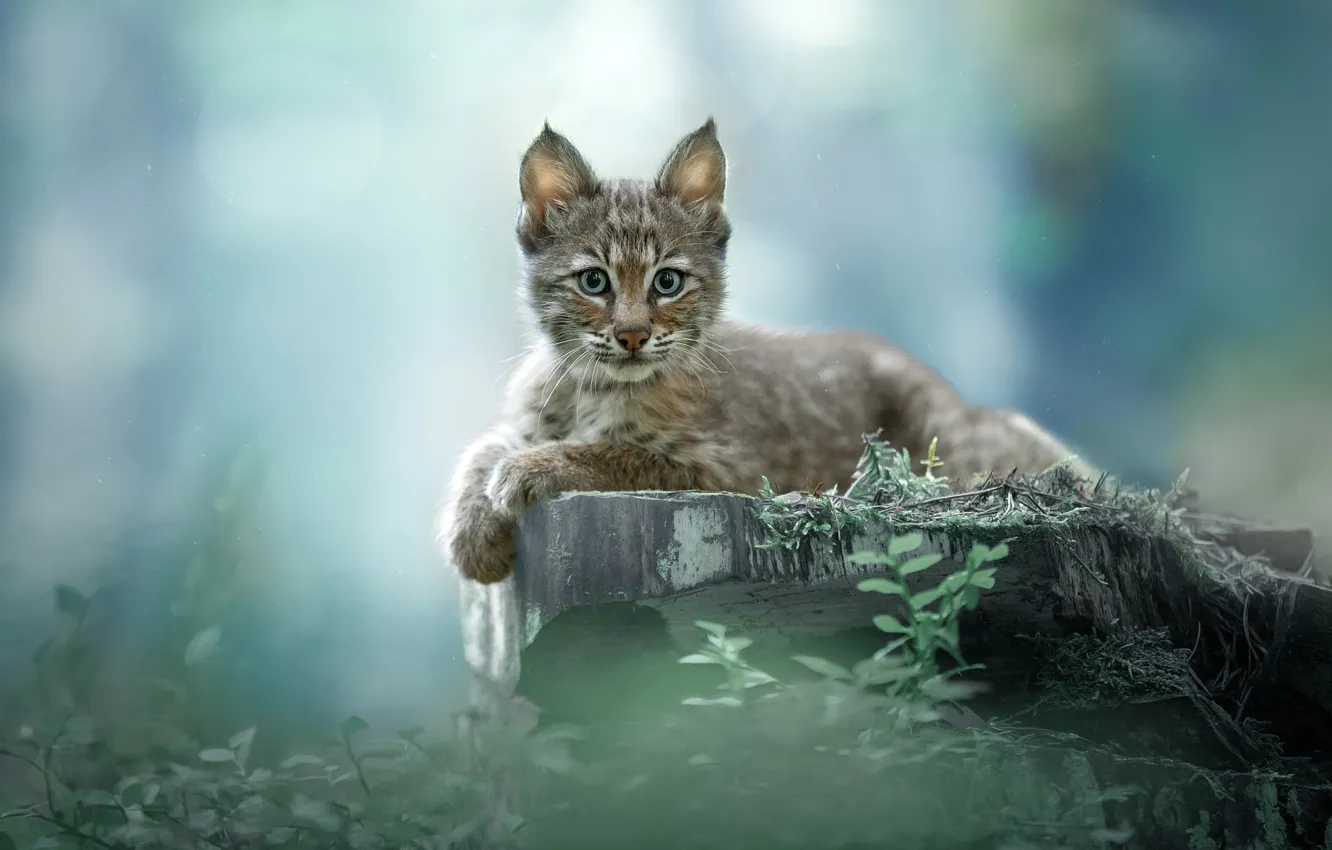 Photo wallpaper lynx, Lynx, Svetlana Pisareva