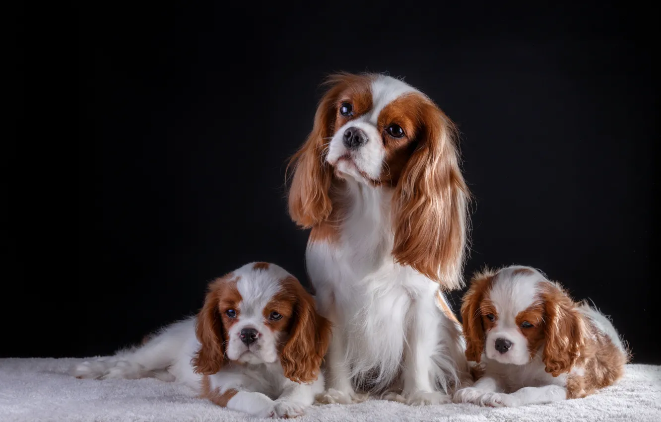 Photo wallpaper puppies, trio, the cavalier king Charles Spaniel
