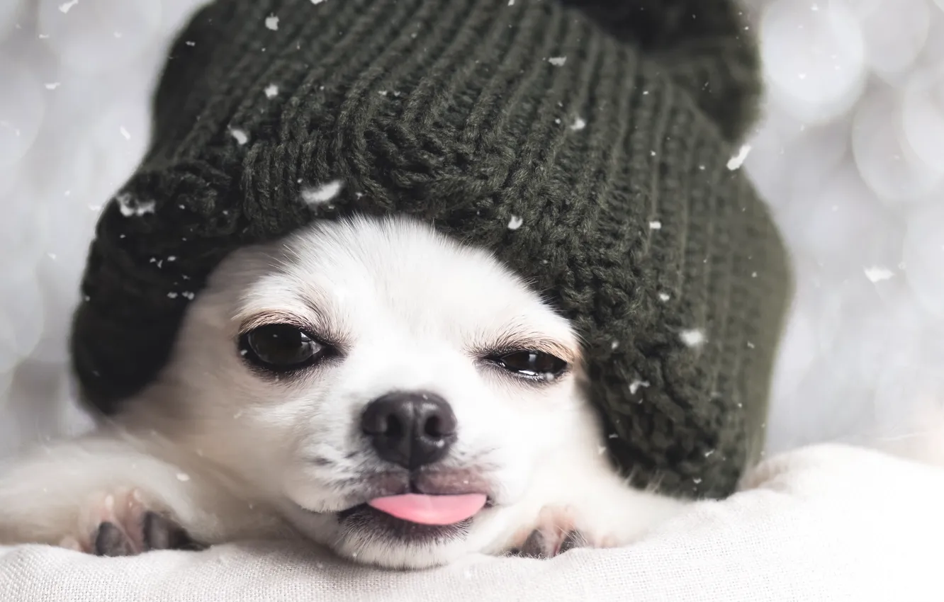 Photo wallpaper winter, each, hat, dog