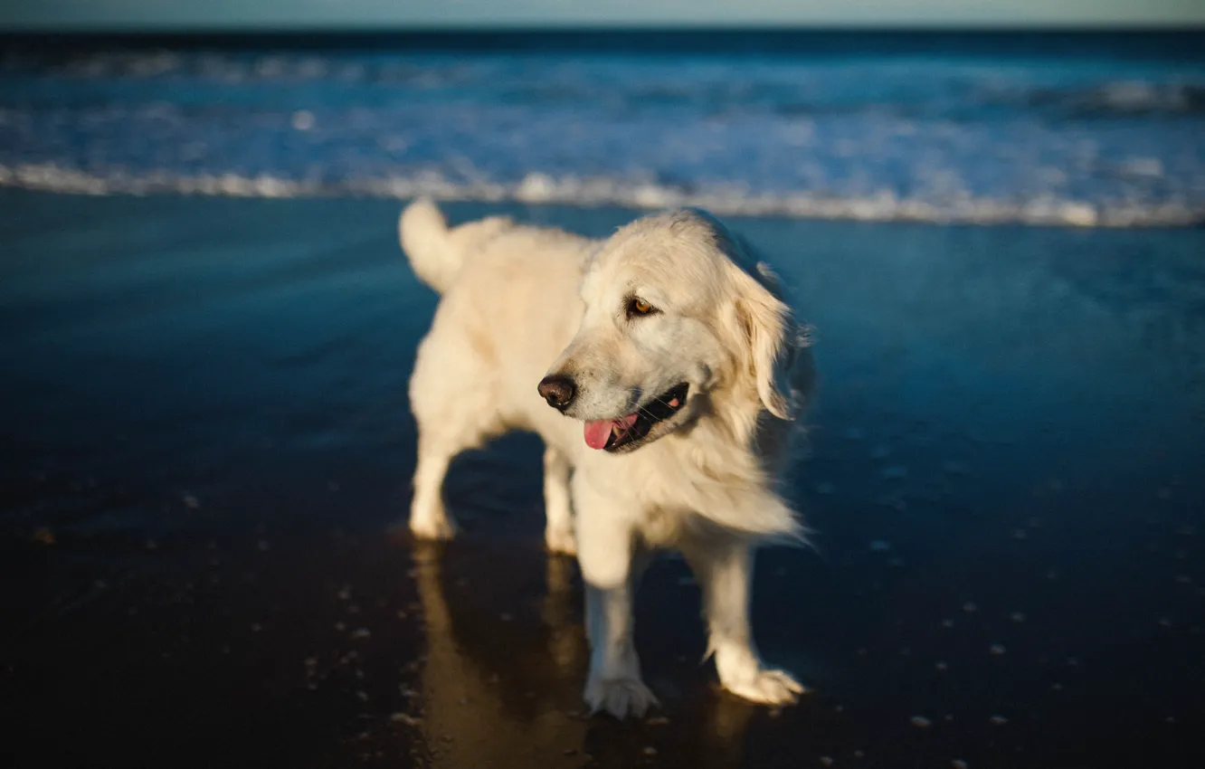 Photo wallpaper look, nature, pose, dog, face, Retriever