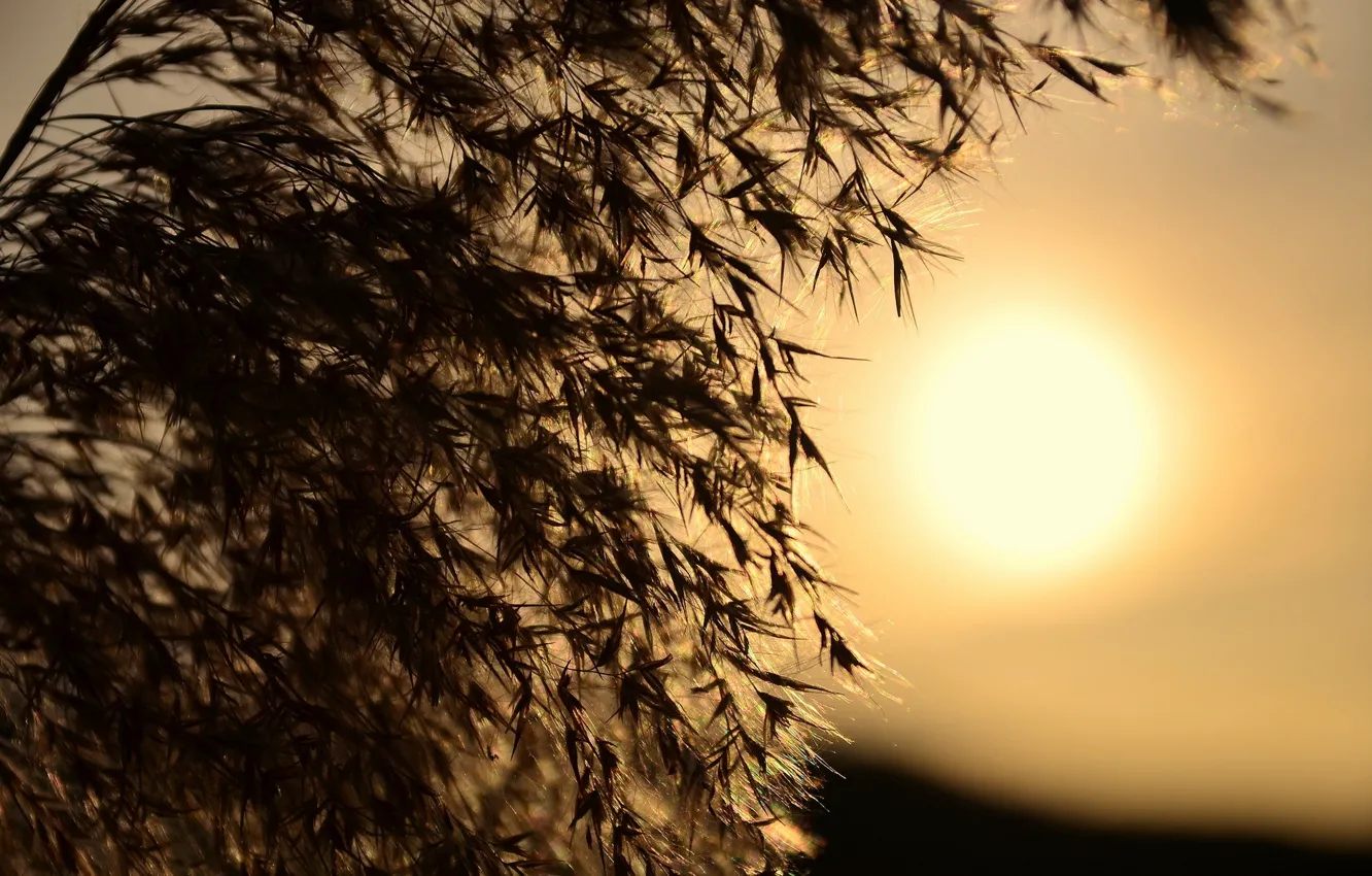 Photo wallpaper grass, macro, light, sunset, nature