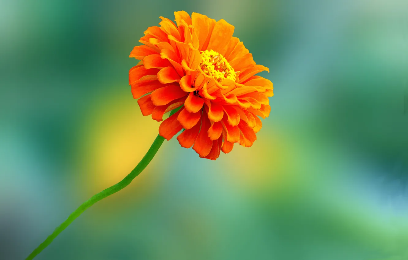 Photo wallpaper orange, background, petals, stem, zinnia