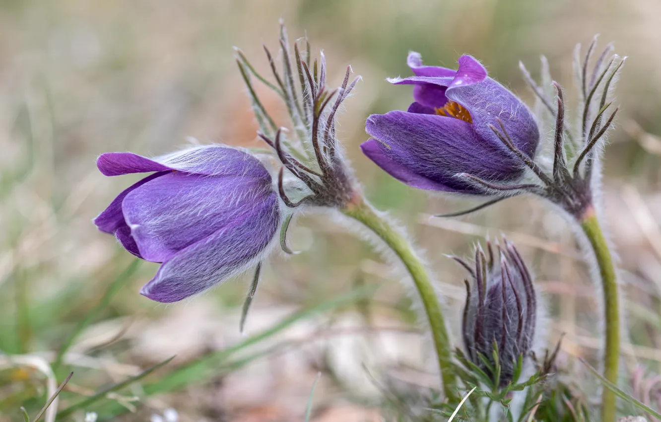 Photo wallpaper purple, macro, flowers, spring, buds, anemones