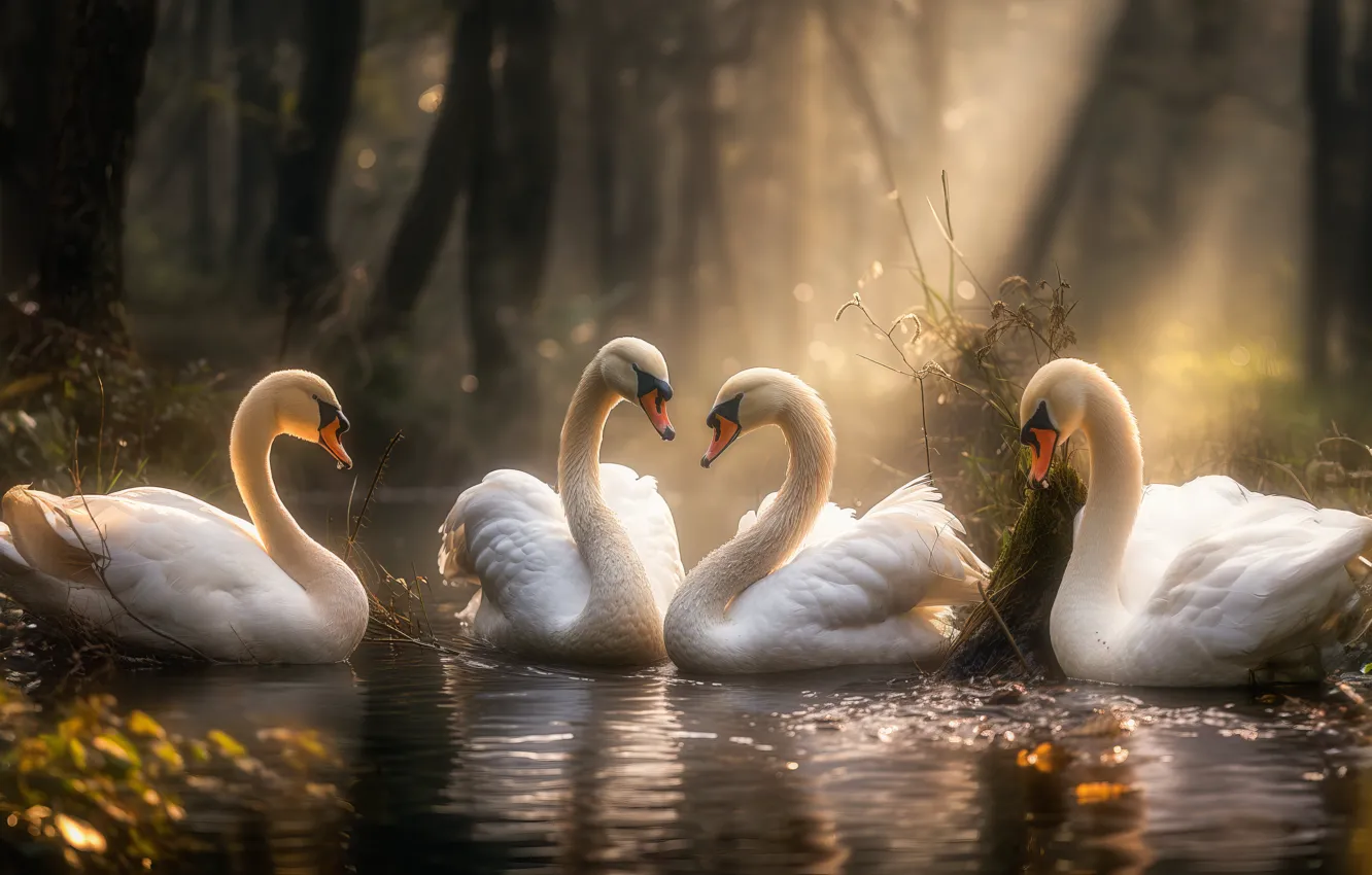 Photo wallpaper water, bird, art, swans