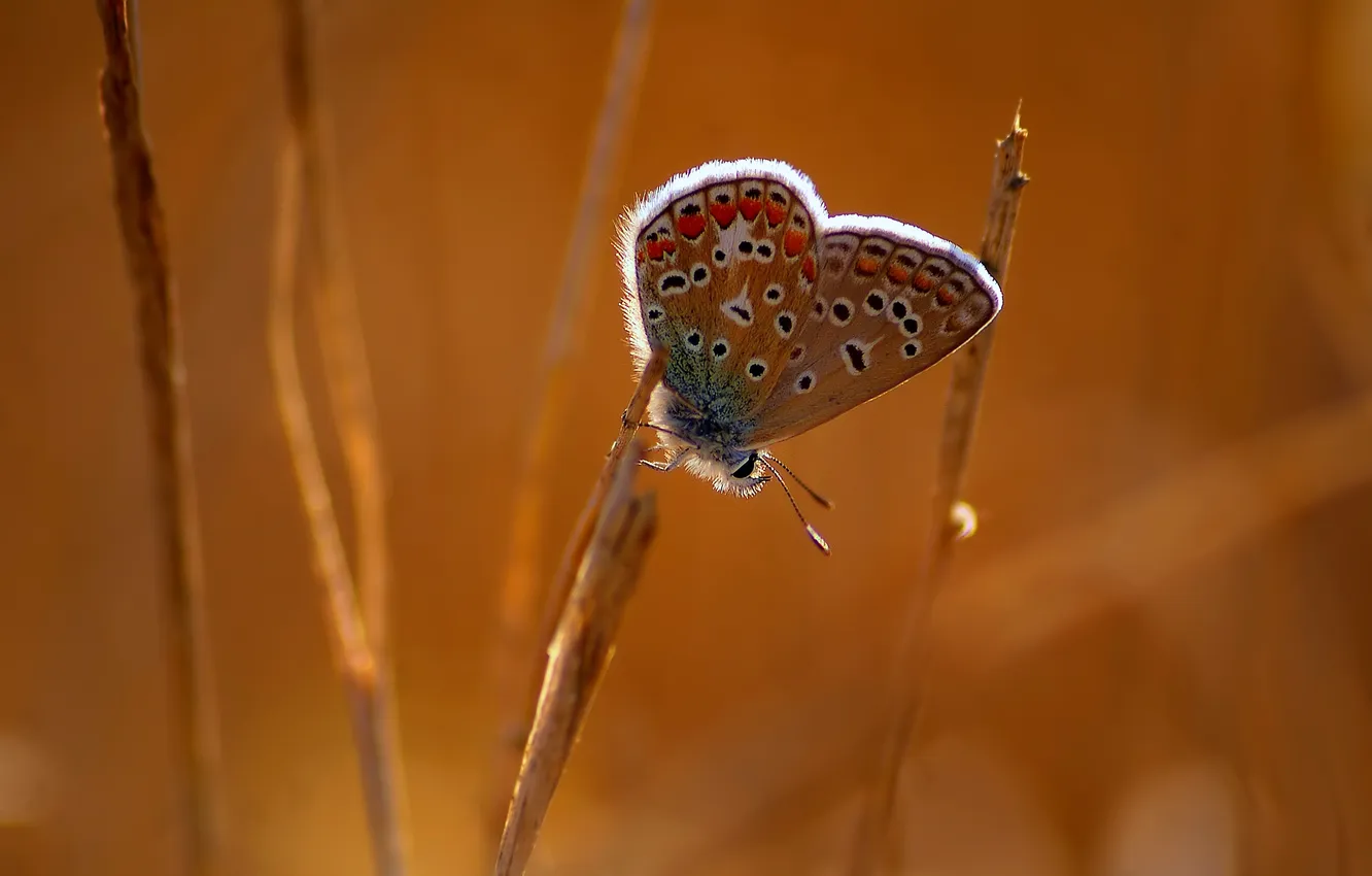 Photo wallpaper butterfly, stem, insect