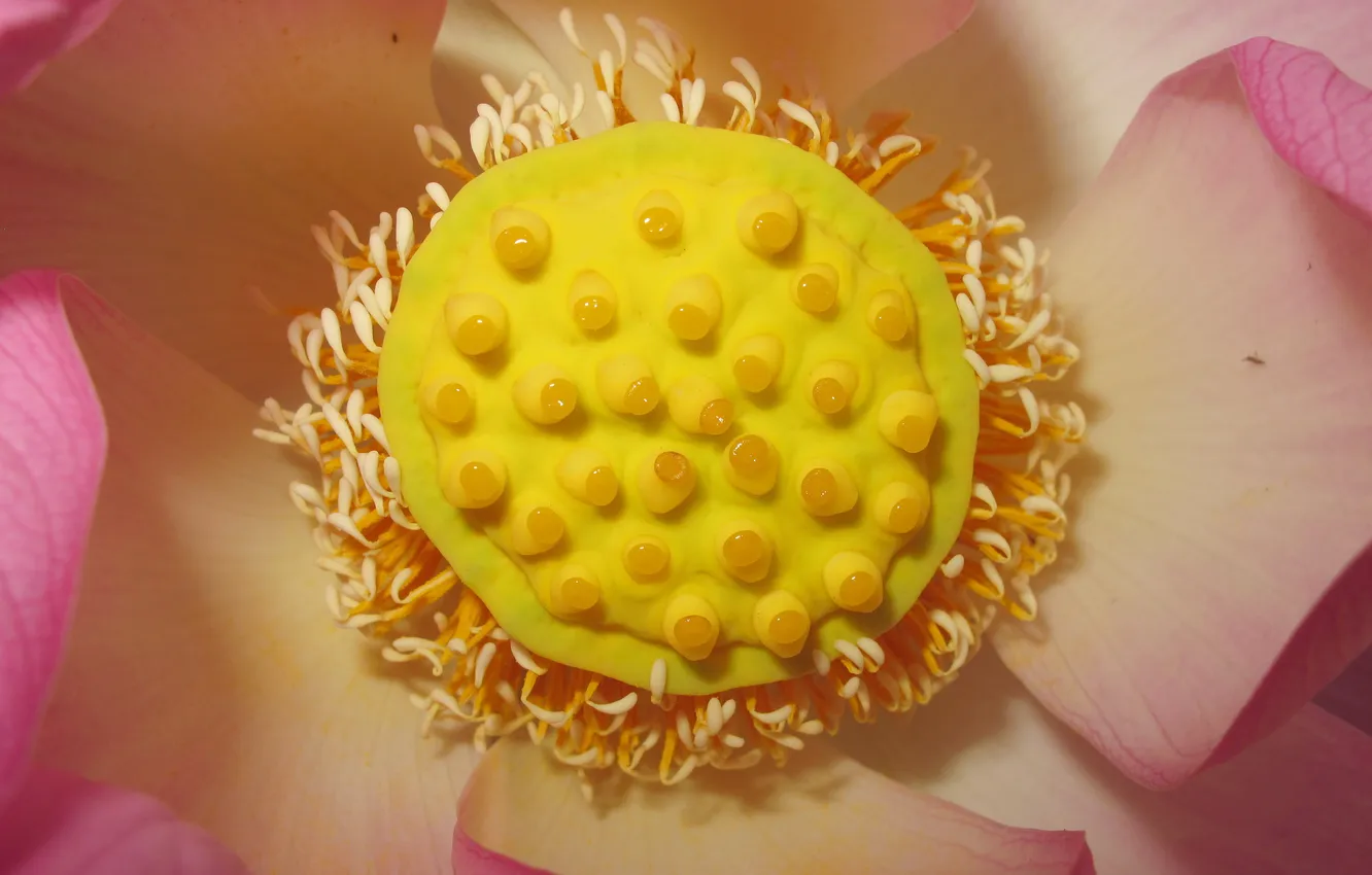Photo wallpaper macro, flowers, fruit, Lotus, nuts, core