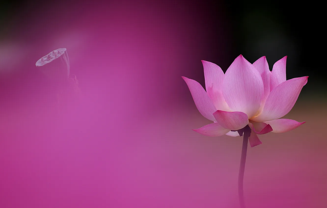 Photo wallpaper macro, background, petals, Lotus
