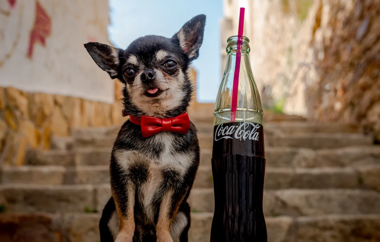 Photo wallpaper butterfly, bottle, dog, ladder, steps, Chihuahua, Coca-Cola, doggie