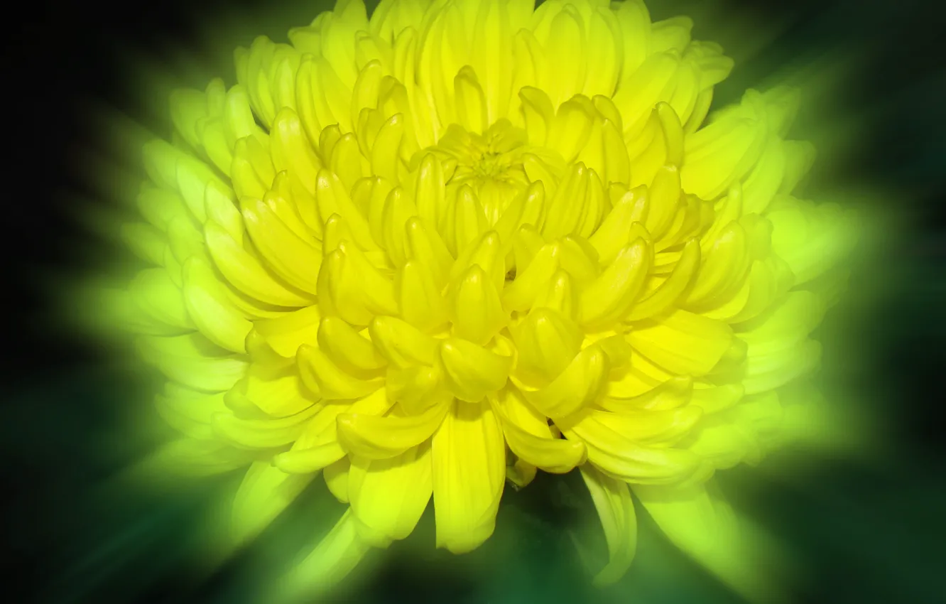 Photo wallpaper flower, macro, yellow, background, petals, yellow, chrysanthemum