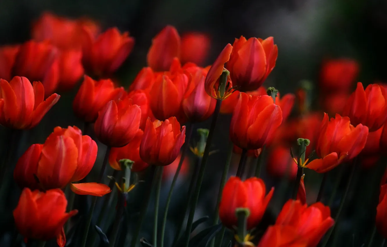 Photo wallpaper flowers, spring, tulips, red, flowerbed