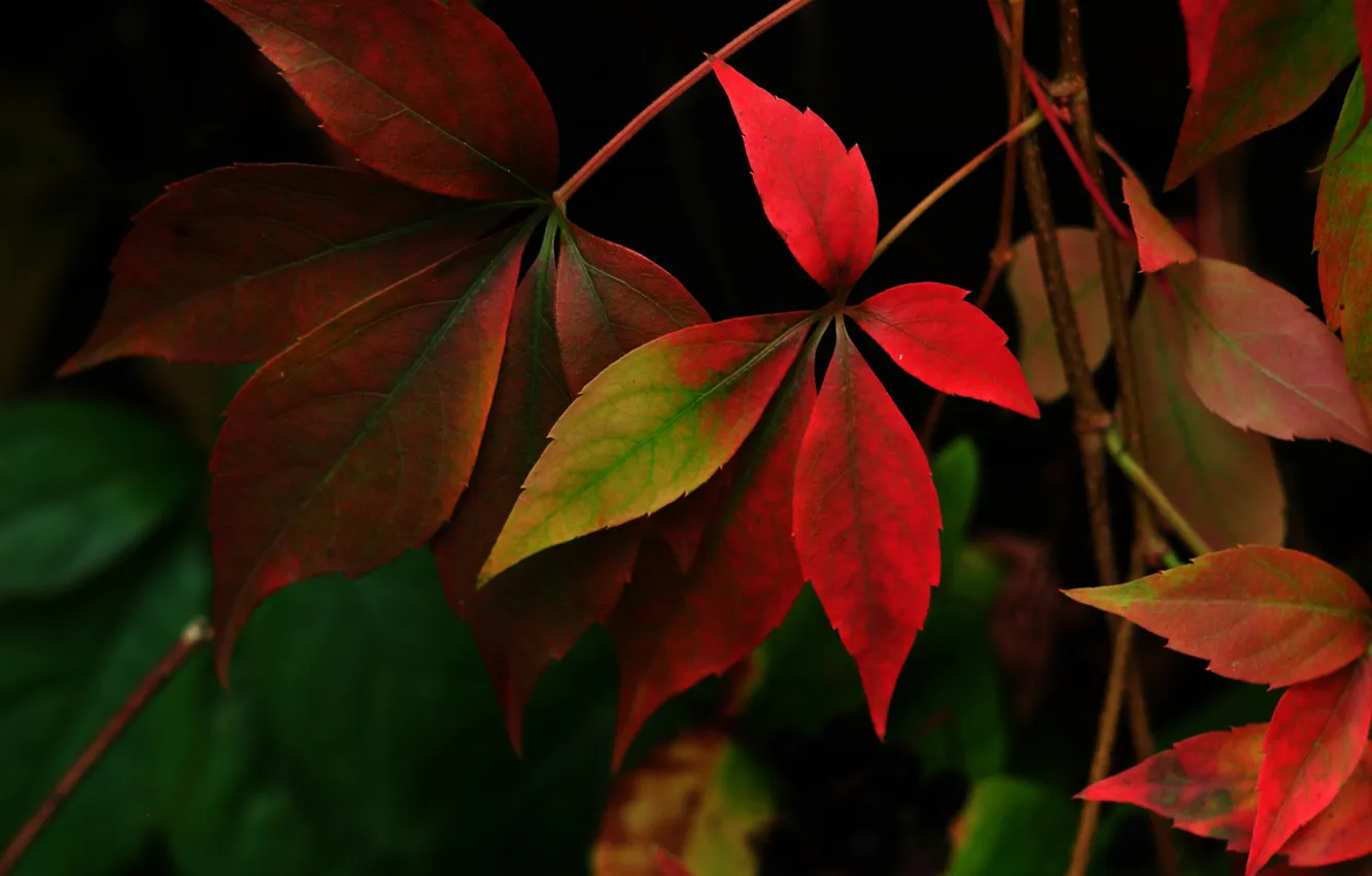Photo wallpaper leaves, branches, the dark background, vines, the crimson, parthenocissus