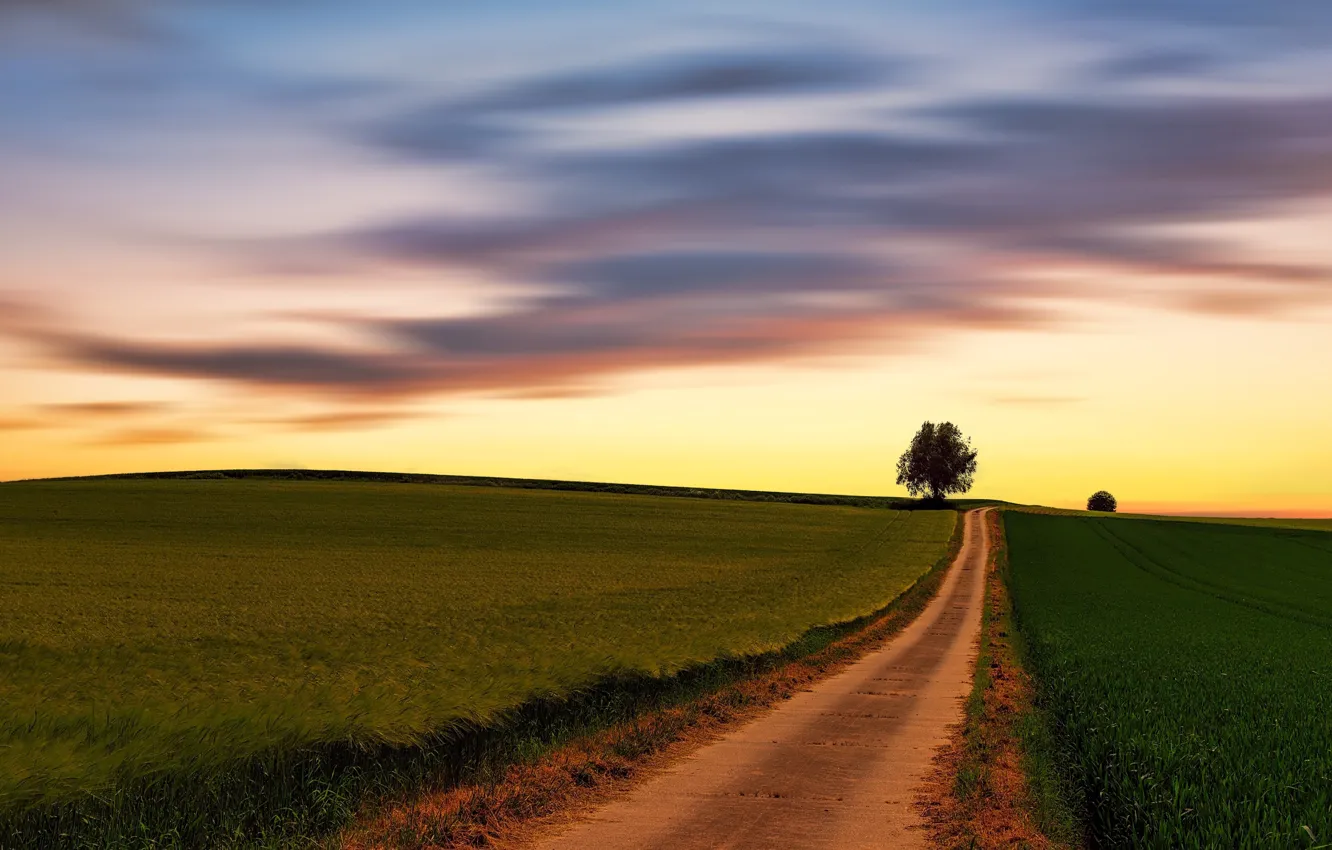Photo wallpaper road, field, the sky, clouds, sunset, the way, tree, dawn