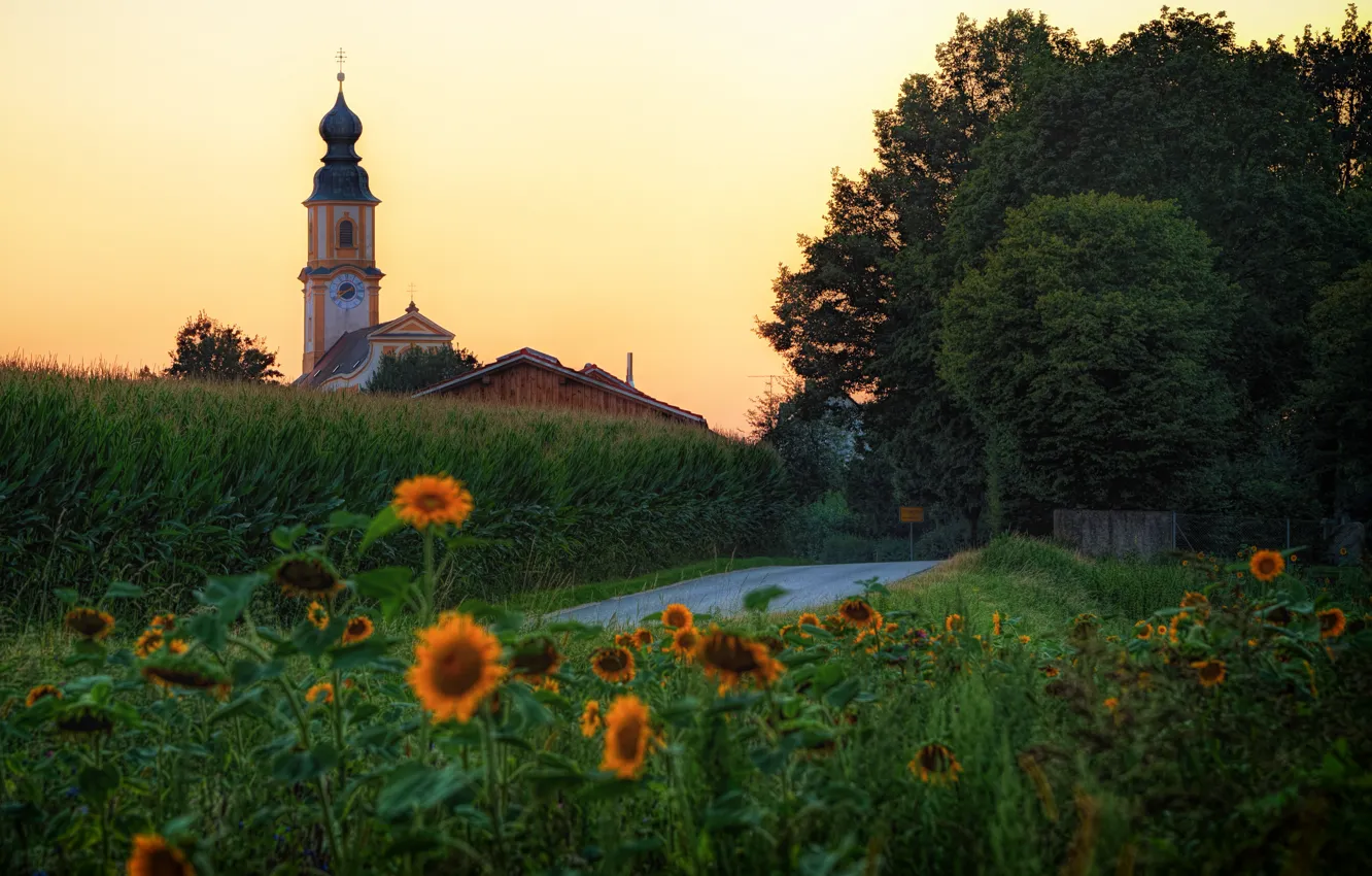 Photo wallpaper road, greens, summer, trees, sunflowers, flowers, yellow, Germany