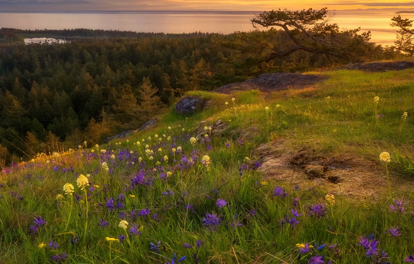 Photo wallpaper hills, flowers, pine, glade, meadow, forest