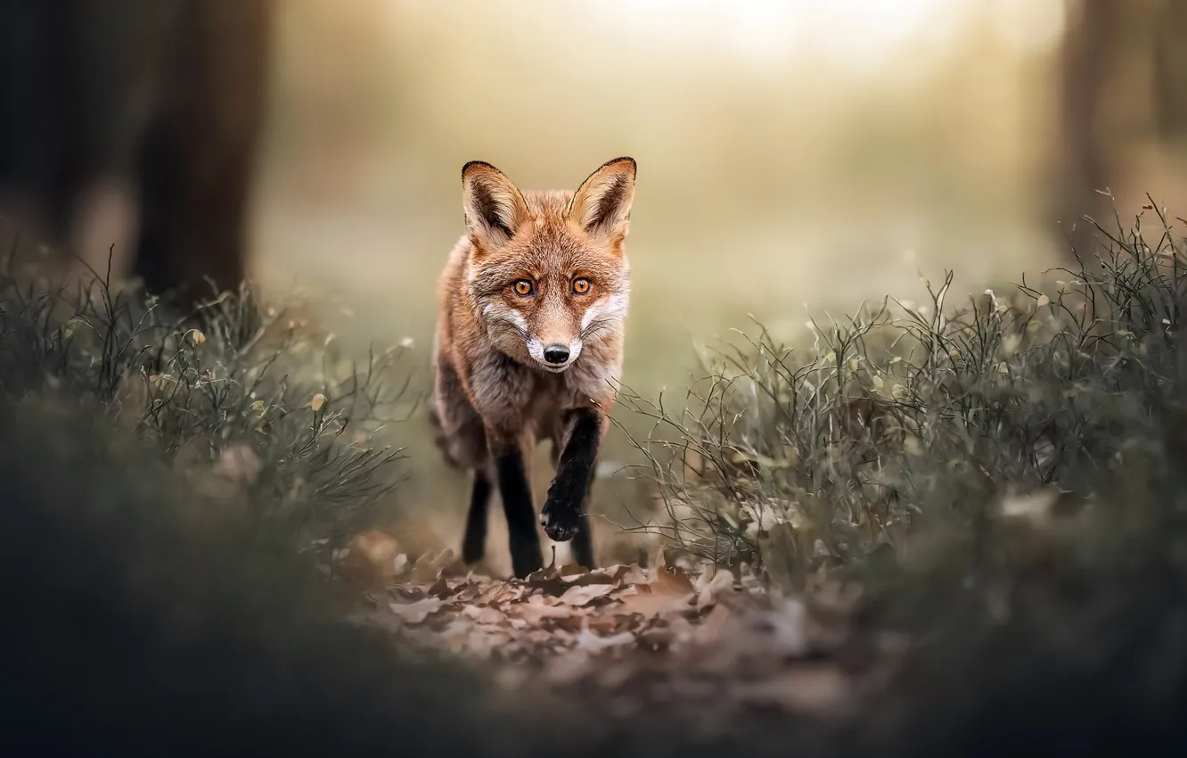 Photo wallpaper nature, Fox, beast
