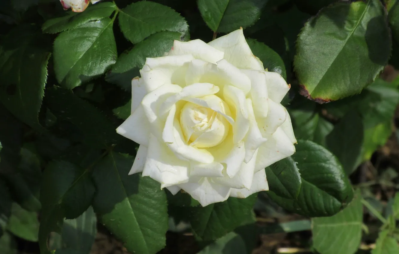 Photo wallpaper leaves, white rose, Meduzanol ©, Summer 2018
