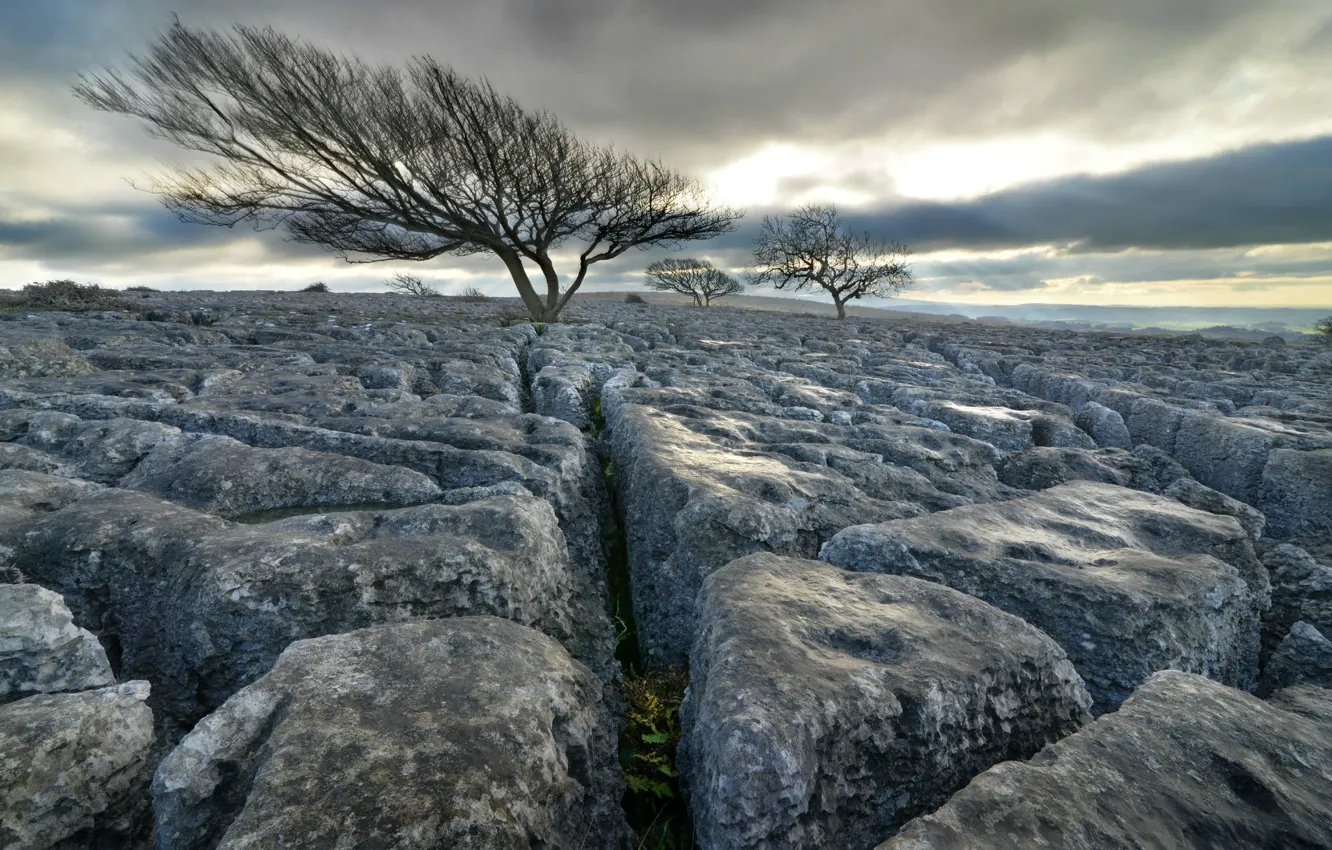 Photo wallpaper tree, rocks, England, The newbiggin