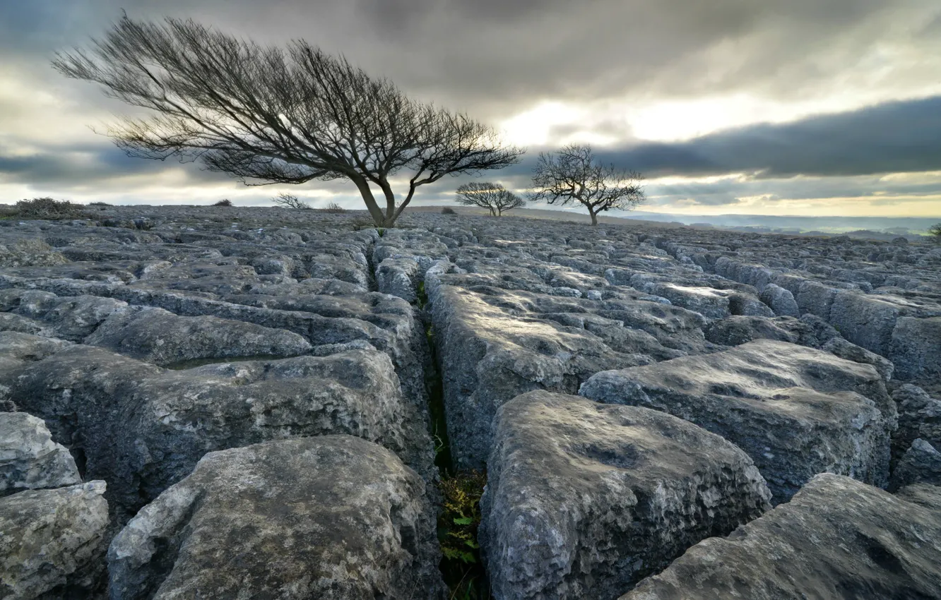 Photo wallpaper trees, rocks, England, The newbiggin