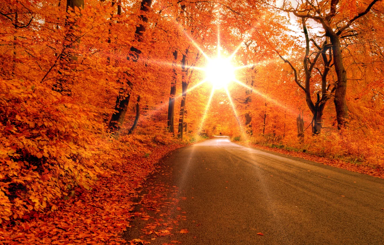 Photo wallpaper road, forest, leaves, the sun, rays, trees, Autumn