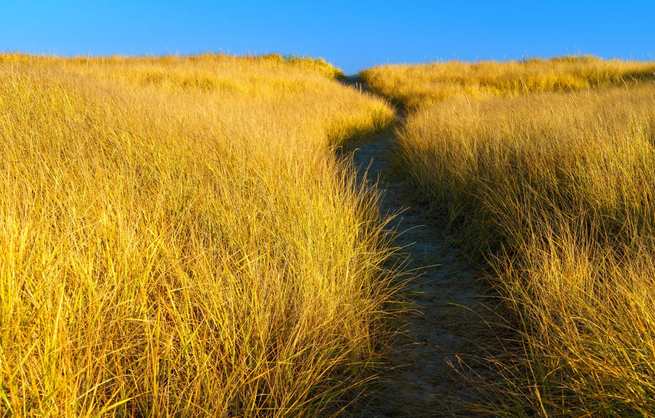Photo wallpaper field, grass, yellow, nature, contrast, path, blue sky