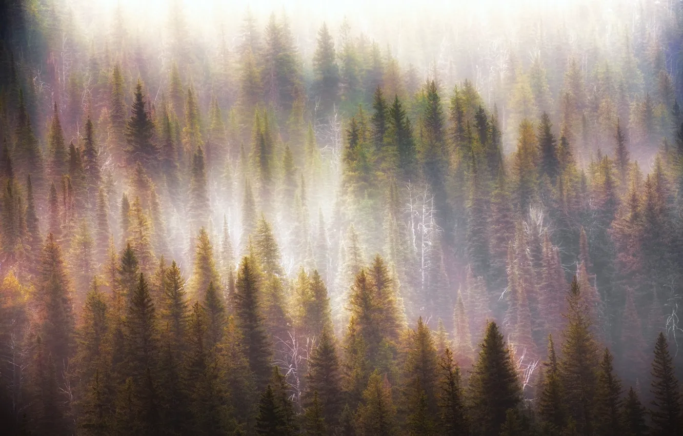 Photo wallpaper forest, light, nature, fog, morning