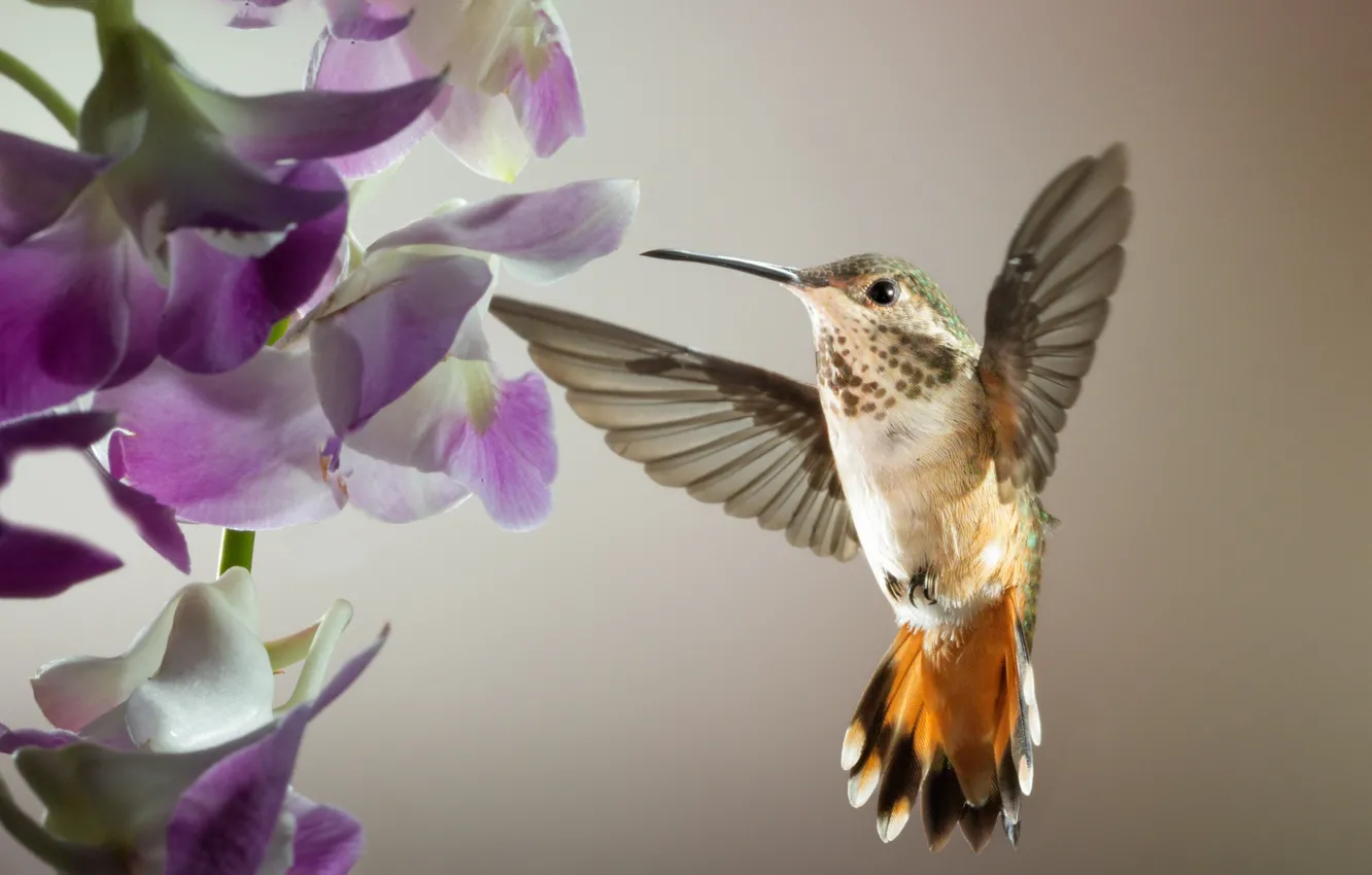 Photo wallpaper flight, bird, wings, Hummingbird, Wisteria