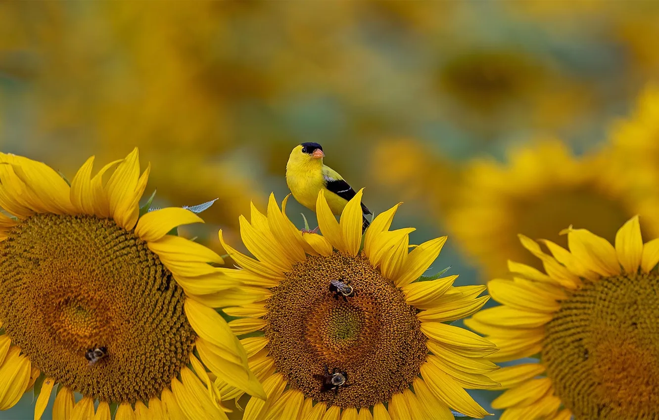 Photo wallpaper sunflowers, yellow, bee, bird, bumblebee
