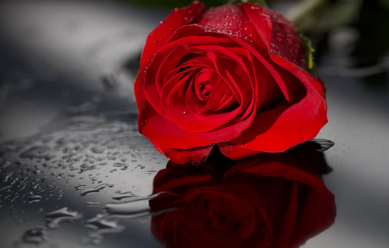 Photo wallpaper water, drops, reflection, rose, Bud, red, scarlet