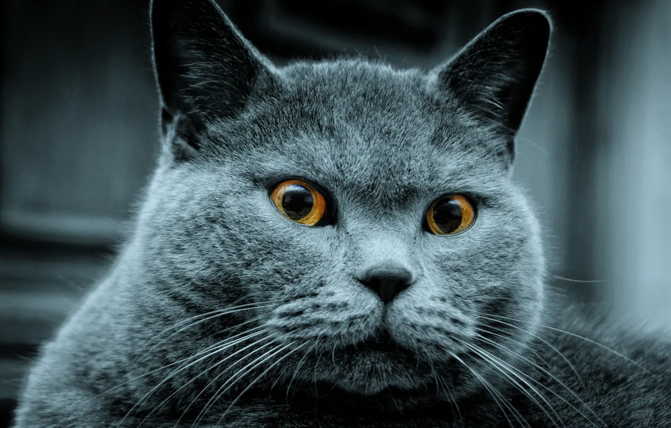 Photo wallpaper cat, grey, saw, someone