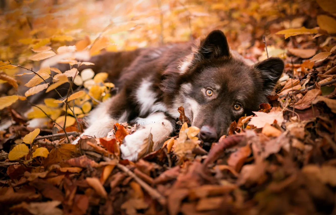 Photo wallpaper autumn, look, leaves, branches, nature, pose, dog, baby
