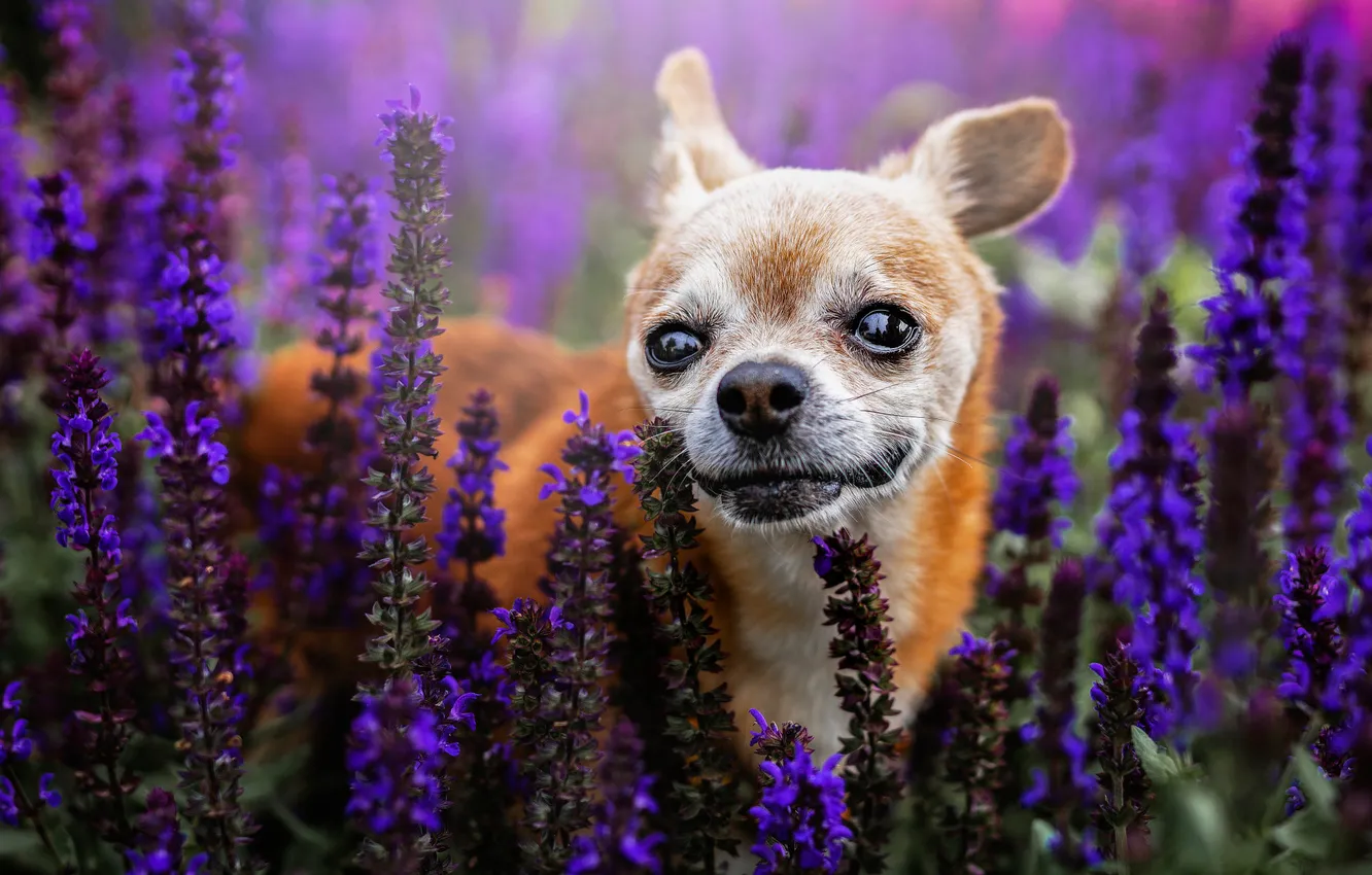 Photo wallpaper look, flowers, nature, portrait, dog, red, face, dog