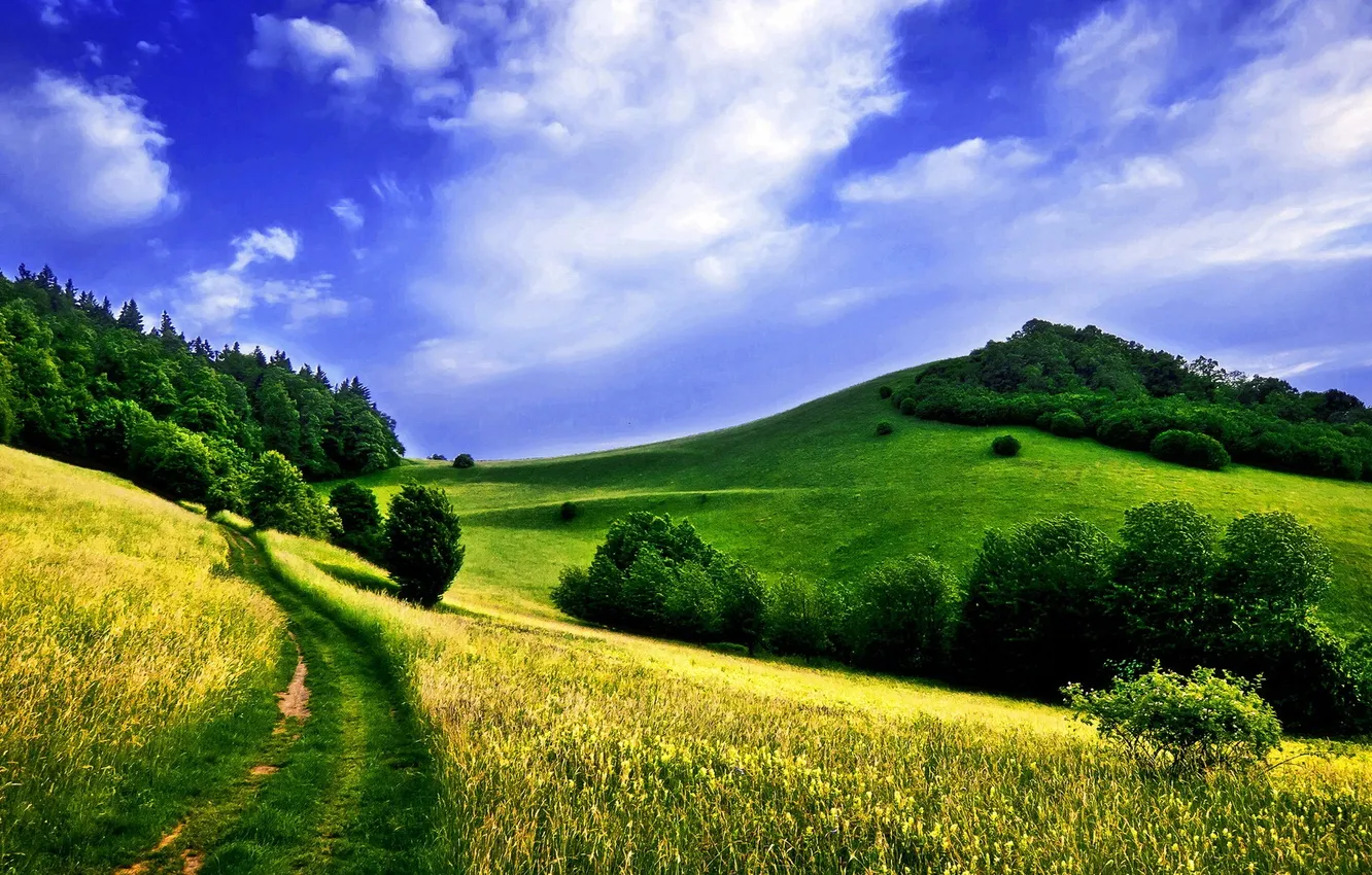 Photo wallpaper forest, landscape, sunlight