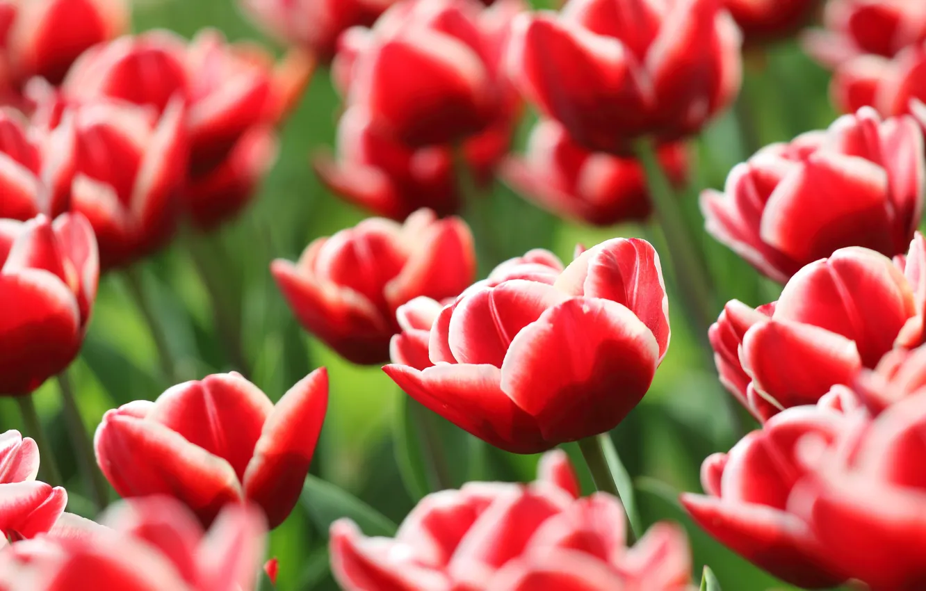 Photo wallpaper flowers, red, spring, tulips, flowerbed, striped, bokeh, two-tone