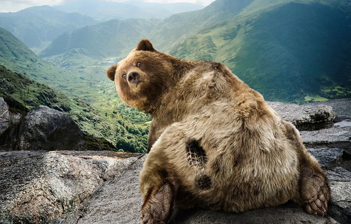 Photo wallpaper nature, humor, bear