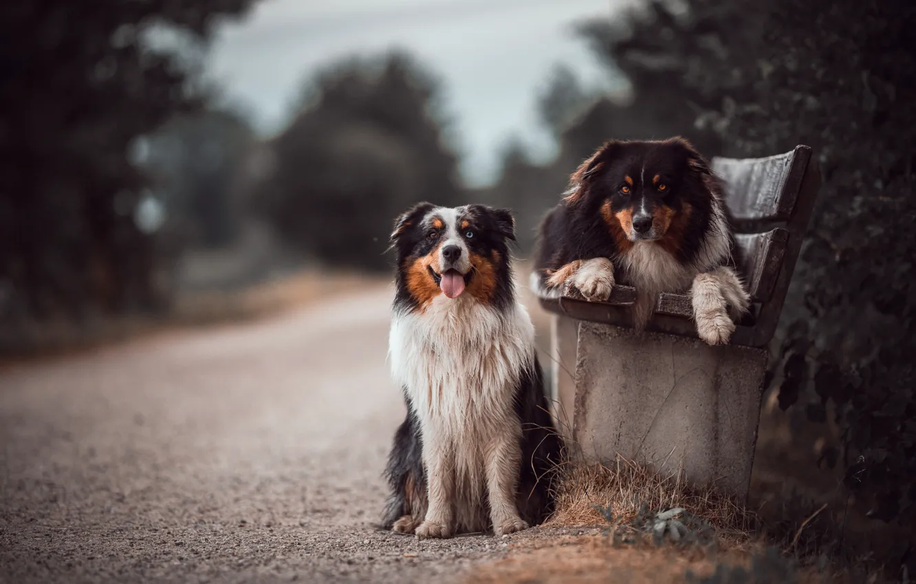 Photo wallpaper road, dogs, bench, Australian shepherd, Aussie, father and son