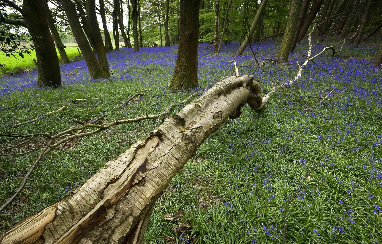 Photo wallpaper trees, flowers, flower