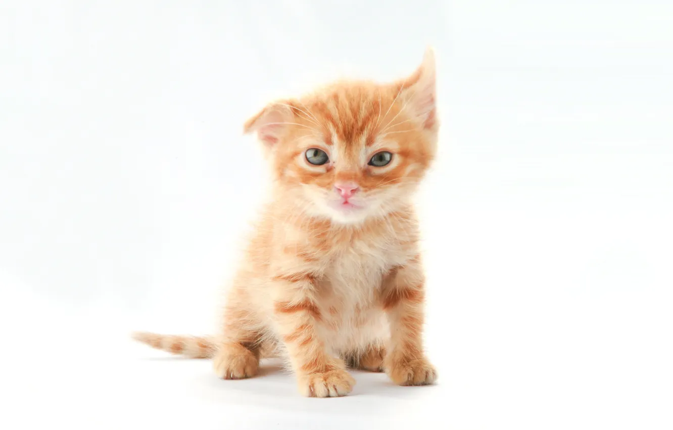 Photo wallpaper cat, red, kitty, crank