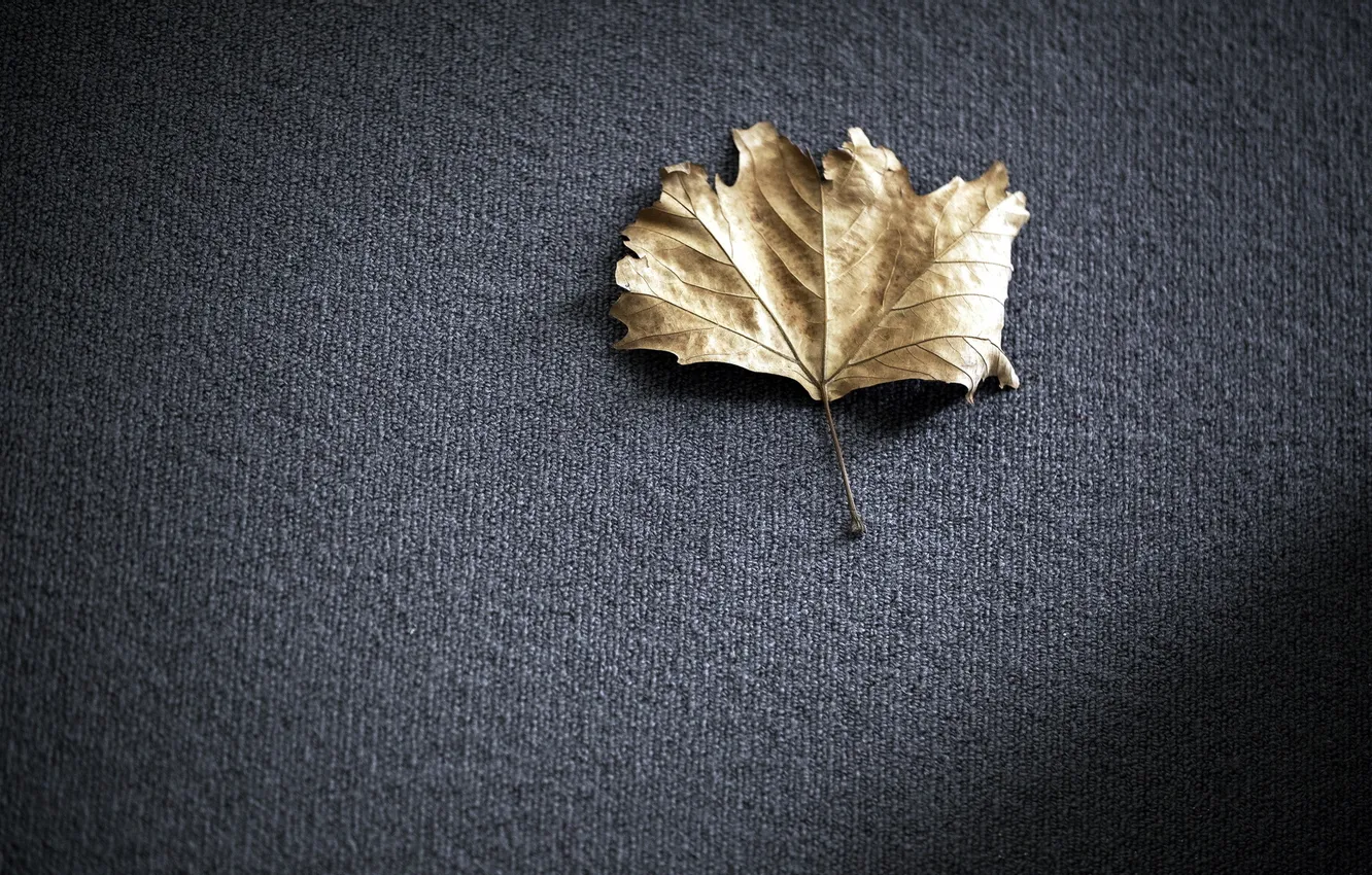 Photo wallpaper leaves, macro, background