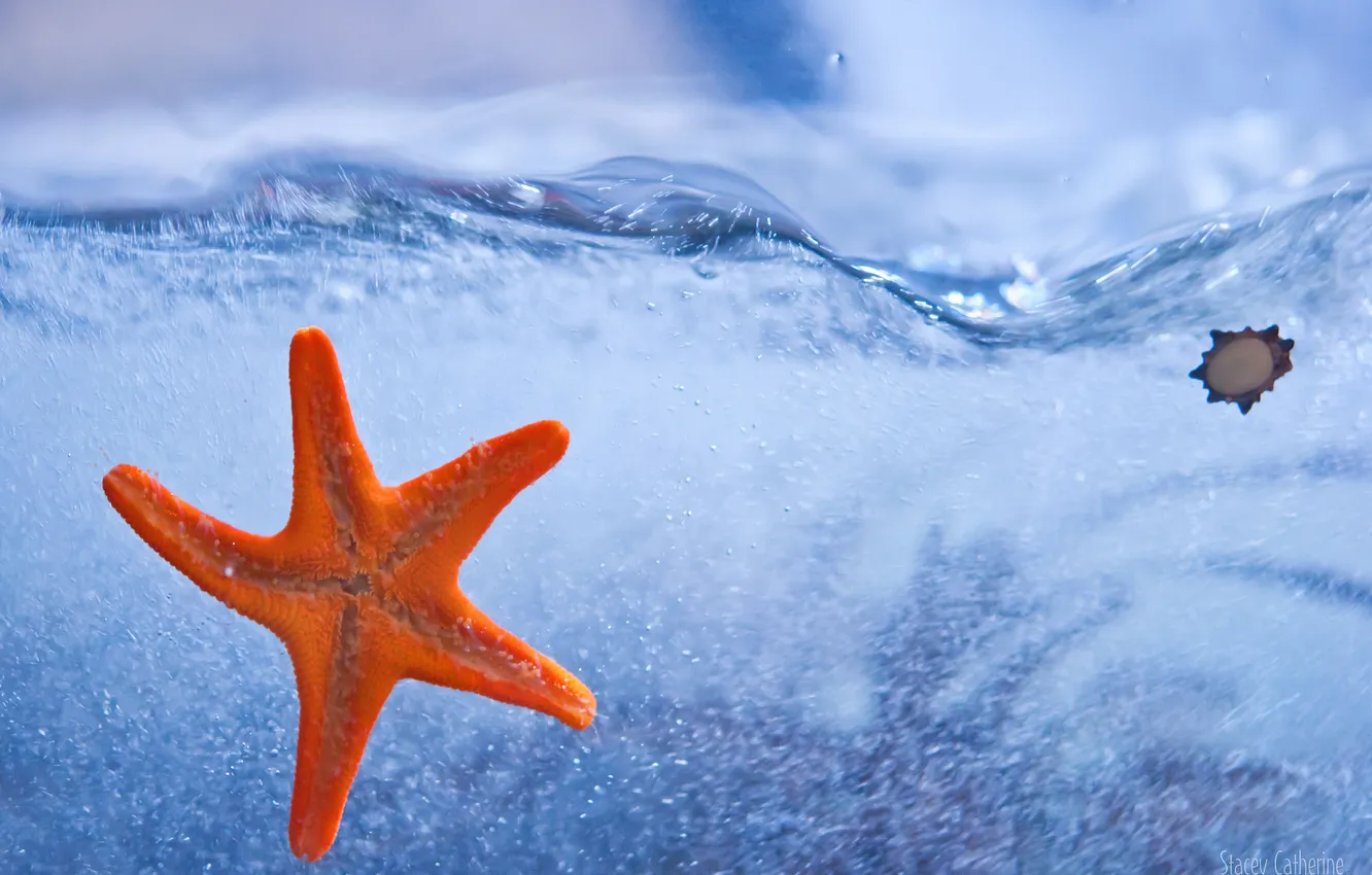 Photo wallpaper sea, water, starfish