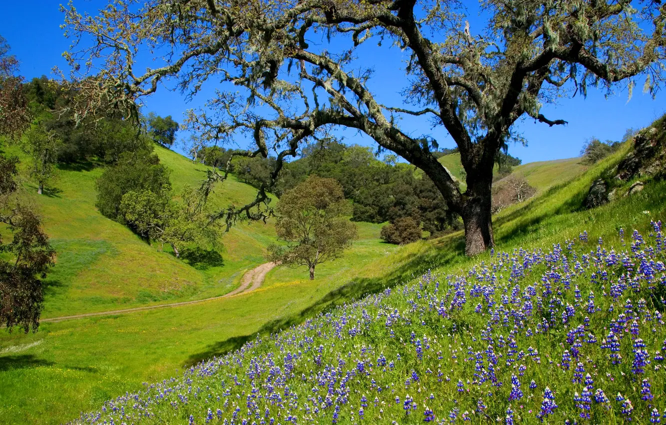 Photo wallpaper the sky, grass, trees, flowers, hills, slope