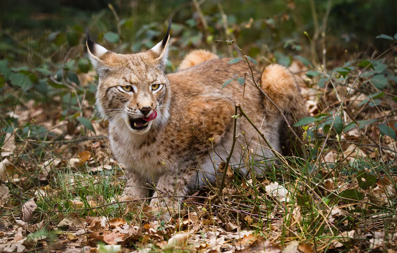 Photo wallpaper autumn, language, cat, leaves, branches, lynx