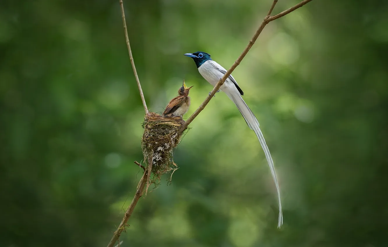 Photo wallpaper branches, bird, socket, Chicks, Paradise Flycatcher